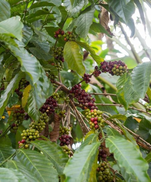 Que faire à Munnar au Kerala_