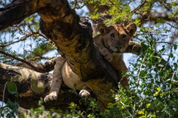 Tarangire, Ngorongoro Crater, and Lake Manyara. Spot elephants, lions, flamingos