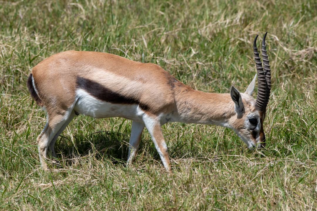 Tarangire, Ngorongoro Crater, and Lake Manyara. Discover vast elephant herds beneath ancient baobabs, descend into the world-famous Ngorongoro Crater for unmatched wildlife