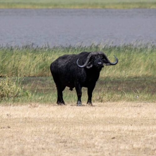 This unforgettable 8-day safari takes you through Tanzania’s most iconic northern parks a perfect blend of wildlife, scenery, and culture.