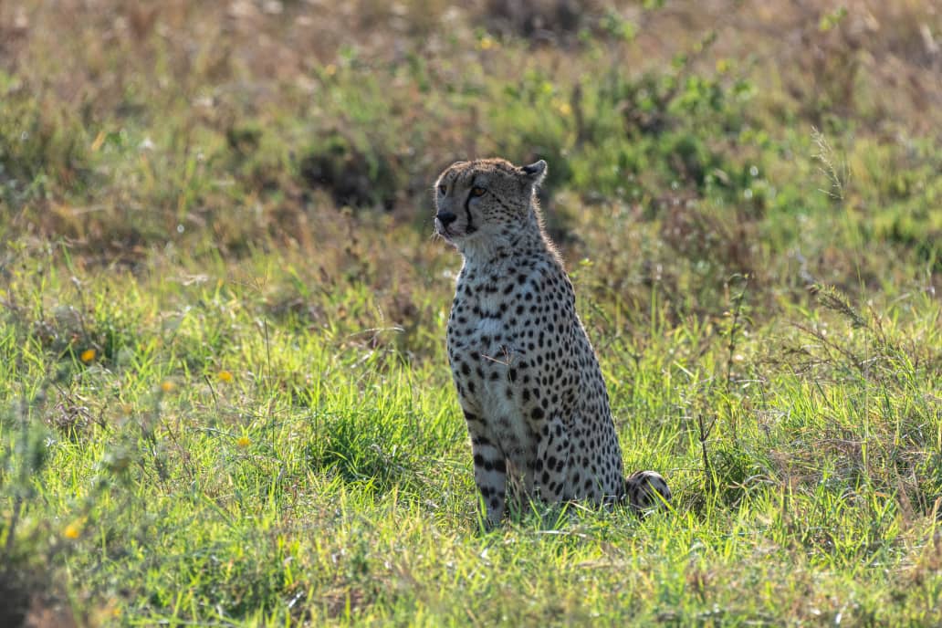 Tarangire, Ngorongoro Crater, and Lake Manyara. Discover vast elephant herds beneath ancient baobabs, descend into the world-famous Ngorongoro Crater for unmatched wildlife