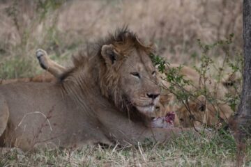 Serengeti National Park and the Ngorongoro Crater, both UNESCO World Heritage Sites.