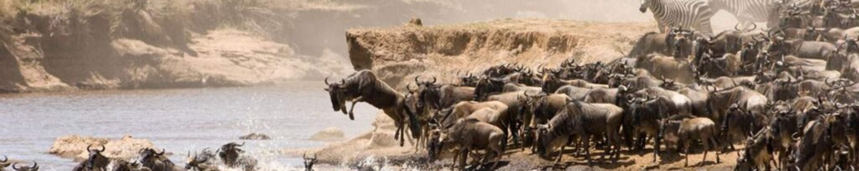 00-a-wildebeest-river-crossing-in-the-Serengeti-BW-600px