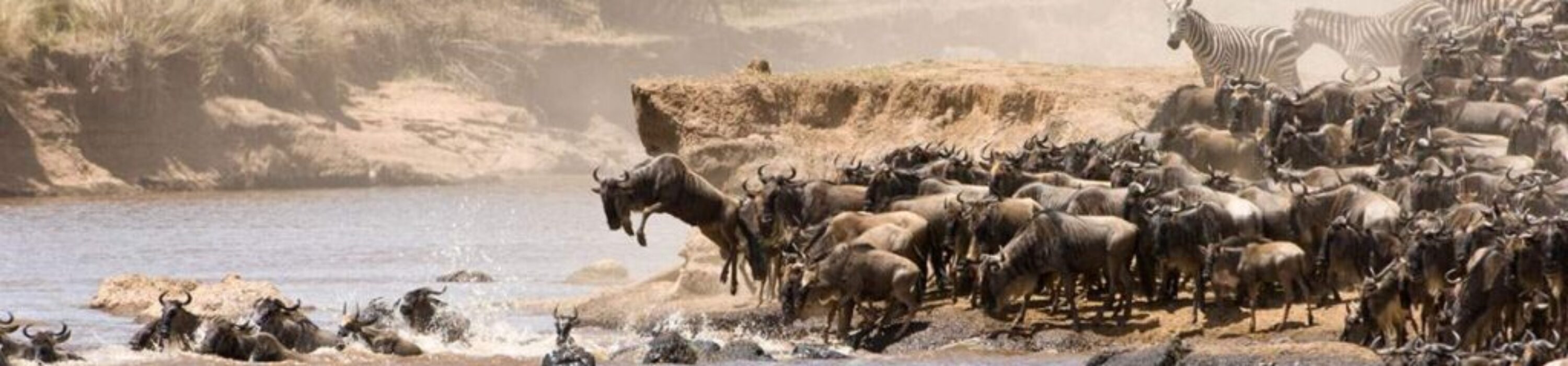 00-a-wildebeest-river-crossing-in-the-Serengeti-BW-600px