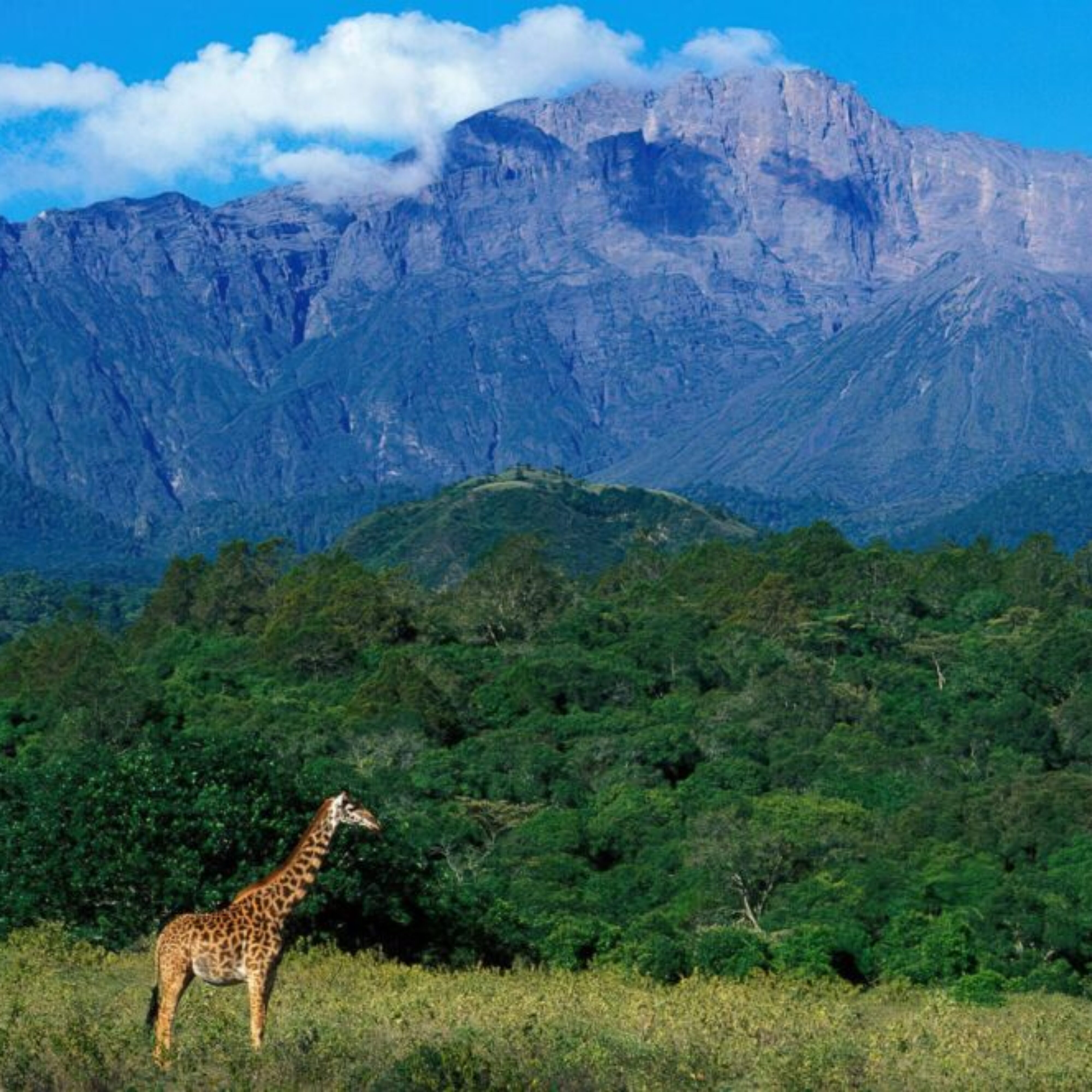 Arusha_National_Park_Mount_Meru_Girrafe_11