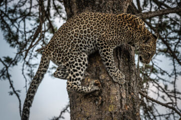 Serengeti National Park and the Ngorongoro Crater, both UNESCO World Heritage Sites.